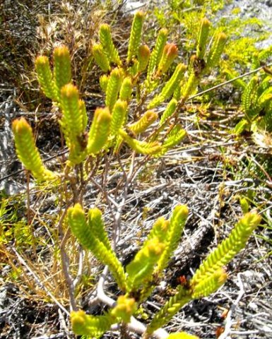 Penaea cneorum stems